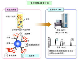 應(yīng)用島津質(zhì)譜技術(shù)開發(fā)生物標(biāo)志物，推動生物技術(shù)新突破